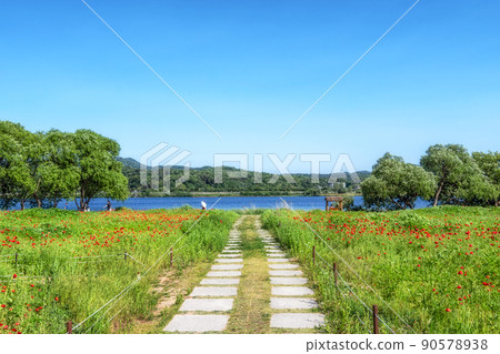Poppy flowers in Water Garden 90578938