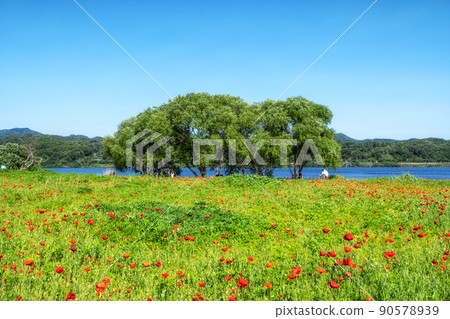 Poppy flowers in Water Garden 90578939
