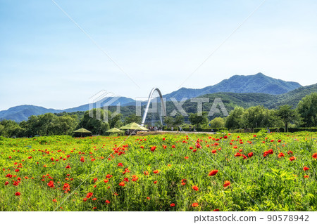 Poppy flowers in Water Garden 90578942