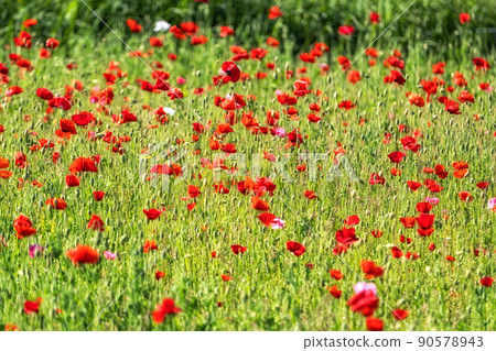 Poppy flowers in Water Garden 90578943