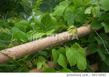 富山縣黑部市，似乎是 Orthetrum albisum 的個體 90578991