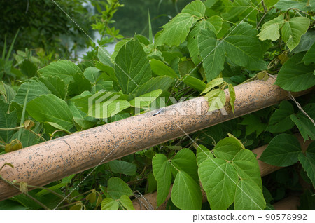 富山縣黑部市，似乎是 Orthetrum albisum 的個體 90578992