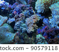 Coral and sea anemones Deep blue aquarium 90579118