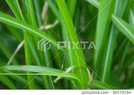 An individual that seems to be a blue damselfly, Kurobe City, Toyama Prefecture An individual that seems to be a blue damselfly, Kurobe City, Toyama Prefecture 90579194