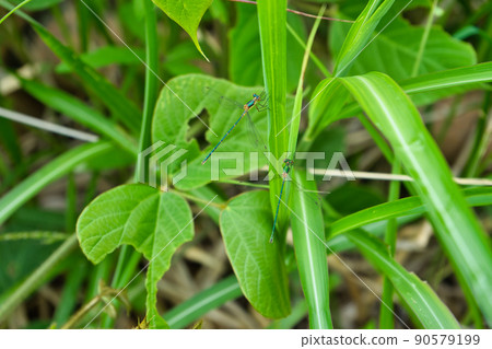An individual that seems to be a blue damselfly, Kurobe City, Toyama Prefecture An individual that seems to be a blue damselfly, Kurobe City, Toyama Prefecture 90579199