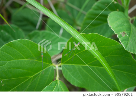 好像是青豆娘的個體,富山縣黑部市 好像是青豆娘的個體,富山縣黑部市 90579201