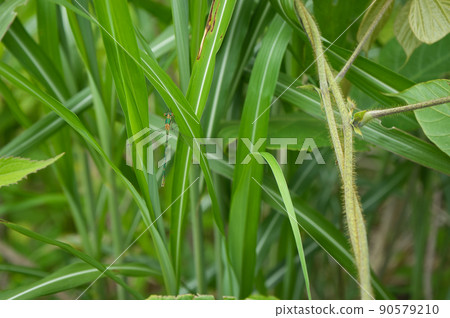 An individual that seems to be a blue damselfly, Kurobe City, Toyama Prefecture 90579210