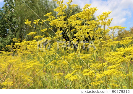 Enjoy the seven autumn herbs, including the flowers of Jorohana Enjoy the seven autumn herbs, including the flowers of Jorohana 90579215