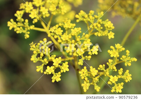 A flower figure created by gathering cute little flowers A flower figure created by gathering cute little flowers 90579236