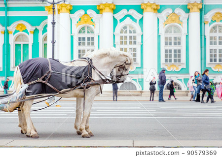 the horse stands in a harness against the Hermitage Museum in St. Petersburg.close up 90579369