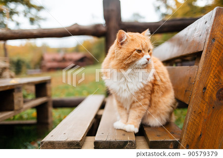 A fluffy white-and-red striped cat sits on a wooden bench in the Park and looks to the right. In the background, a fence and a Park area 90579379