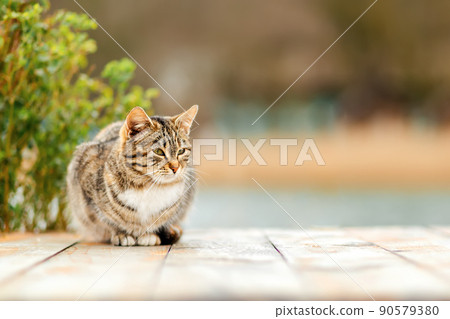A brown tabby cat sits on a white wooden porch. A Bush in a blur in the background. Copy space. Concept of homeless animals and shelter for them 90579380