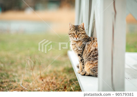 A brown striped cat sits on the white wooden porch of the house. Green grass in the background. The concept of caring for Pets 90579381