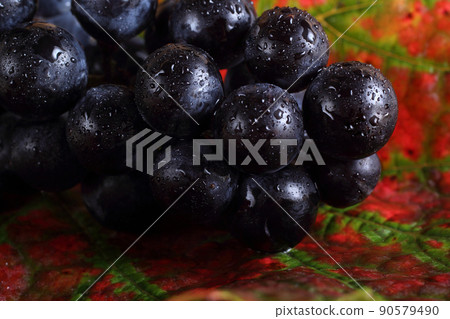 Black wine grape on autumn leaf 90579490