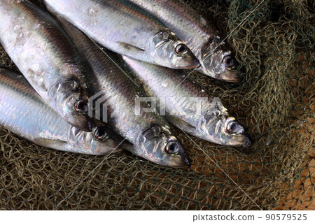 Herring on net 90579525