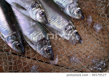 Herring on net 90579527