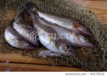 Saffron cod on net Saffron cod on net 90579528