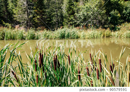 View of the lake and the forest, through the reeds. Wildlife View of the lake and the forest, through the reeds. Wildlife 90579591