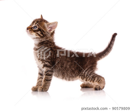 Kitten on a white background waiting for something. 90579809