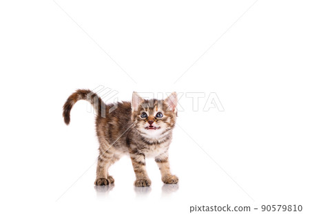 Kitten stands with his head raised and wants to meow. 90579810