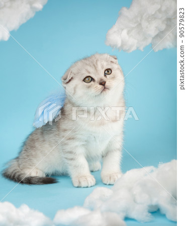 Portrait of a Scottish kitten with blue feathers on his back on a blue background. Portrait of a Scottish kitten with blue feathers on his back on a blue background. 90579823