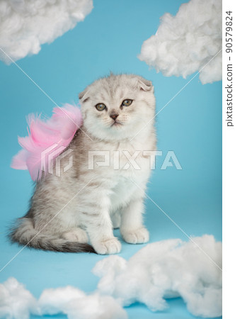 Portrait of a Scottish kitten with pink feathers on his back on a blue background. Portrait of a Scottish kitten with pink feathers on his back on a blue background. 90579824