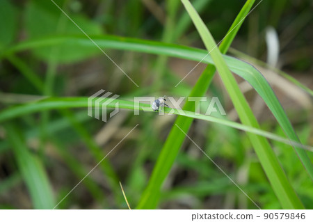 富山縣黑部市，疑似Nesalcidodes chinensis的個體 90579846
