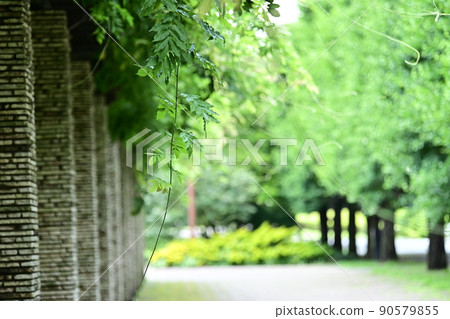 綠意盎然的嫩葉季節，活潑的紫藤芽和銀杏的嫩葉，雨季前的清爽季節，微風宜人 90579855
