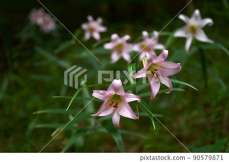 Image of Satoyama in early summer when Sasayuri blooms Image of Satoyama in early summer when Sasayuri blooms 90579871