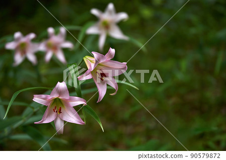 Image of Satoyama in early summer when Sasayuri blooms Image of Satoyama in early summer when Sasayuri blooms 90579872