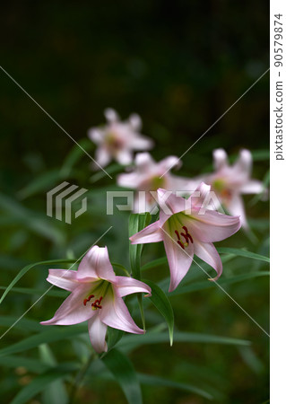 初夏筱百合開花時的里山畫像 90579874