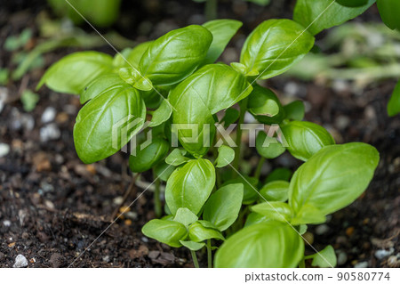 羅勒苗草本 羅勒苗草本 90580774