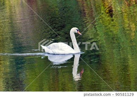 White swan swimming by a lake surface 90581129
