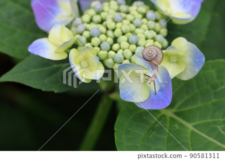 觀察裝飾花的蝸牛 Gaku 繡球花(高知縣 Noichi Hydrangea 高速公路) 觀察裝飾花的蝸牛 Gaku 繡球花(高知縣 Noichi Hydrangea 高速公路) 90581311