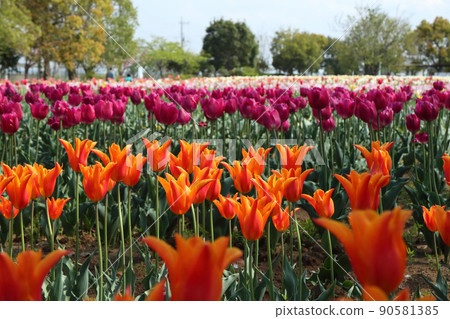 浪漫的茨城縣（和田岬和田公園、霞浦、稻敷鬱金香節將於 4 月舉行。）稻敷市和田岬 90581385