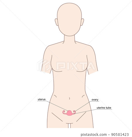 女性人體圖子宮 女性人體圖子宮 90581423