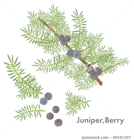 Juniper berry illustration, watercolor style, essential oil & aroma Juniper berry illustration, watercolor style, essential oil & aroma 90581507