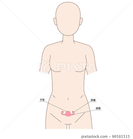 Female human figure uterus 90581515