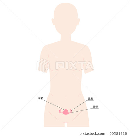 Female human figure uterus 90581516