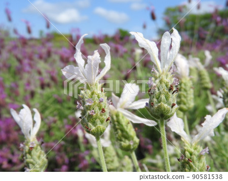 White lavender "Lavender Stoecas Alba" White lavender "Lavender Stoecas Alba" 90581538