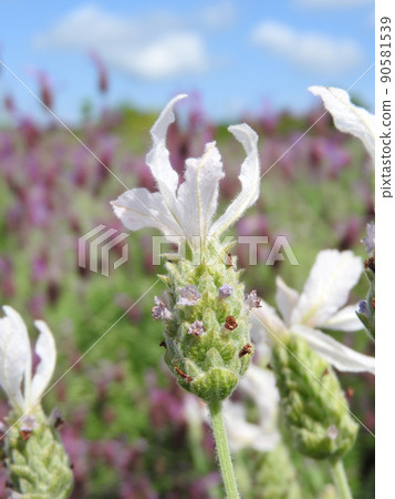 White lavender "Lavender Stoecas Alba" White lavender "Lavender Stoecas Alba" 90581539