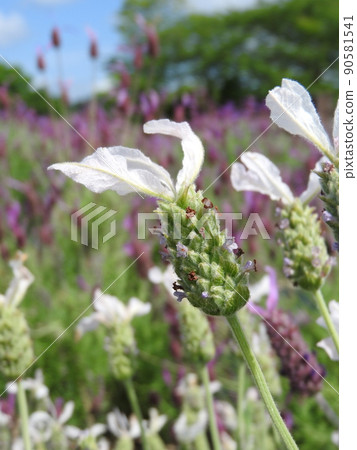 白薰衣草“Lavender Stoecas Alba” 白薰衣草“Lavender Stoecas Alba” 90581541