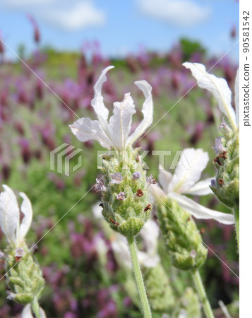 White lavender "Lavender Stoecas Alba" White lavender "Lavender Stoecas Alba" 90581542
