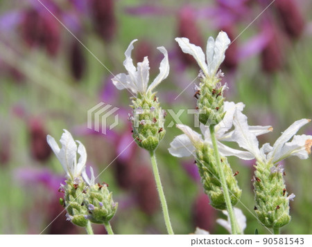 White lavender "Lavender Stoecas Alba" White lavender "Lavender Stoecas Alba" 90581543