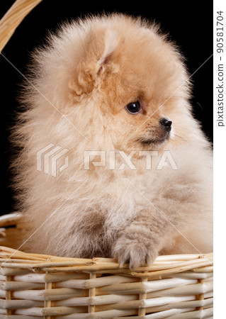 Lovely Pomeranian Spitz inside a wicker basket. Lovely Pomeranian Spitz inside a wicker basket. 90581704