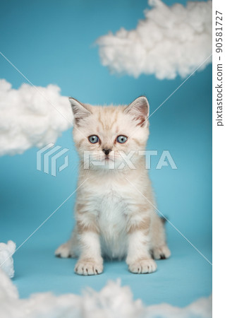 Playful one-month-old Scottish kitten of light color sits between white clouds on a blue background in the studio. Playful one-month-old Scottish kitten of light color sits between white clouds on a blue background in the studio. 90581727