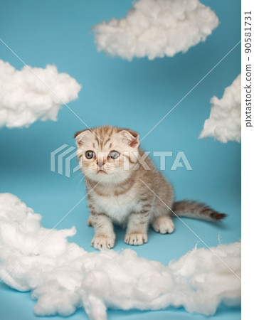 Playful and focused Scottish kitten sits between the clouds and is about to attack and play. 90581731