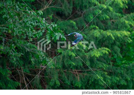 Forest Jewels Flying of the Dollarbird Forest Jewels Flying of the Dollarbird 90581867