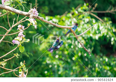 Forest Jewels Flying of the Dollarbird Forest Jewels Flying of the Dollarbird 90581924