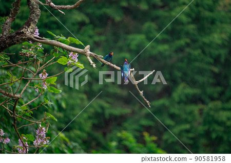 Forest Jewels Flying of the Dollarbird Forest Jewels Flying of the Dollarbird 90581958